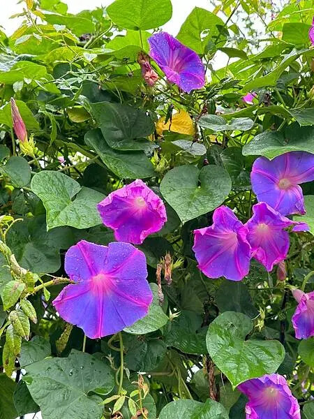 台南市後壁區[台南後壁景點] 雅聞湖濱療癒森林  全台首創的療癒森林花園 @蛋寶趴趴go