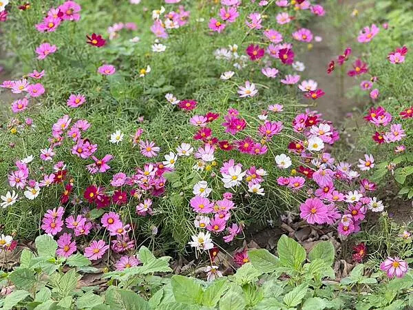 台南市將軍區[台南旅遊] 2025將軍區紅蘿蔔木棉爭鮮搶豔同樂會 #將軍木棉花道 #拔蘿蔔 @蛋寶趴趴go