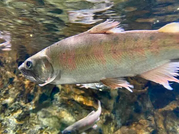 台中市和平區[台中景點] 梨山福壽山農場+武陵農場+武陵富野渡假村 台中兩天一夜懶人包 楓葉/落雨松/猴子吃油菜花 @蛋寶