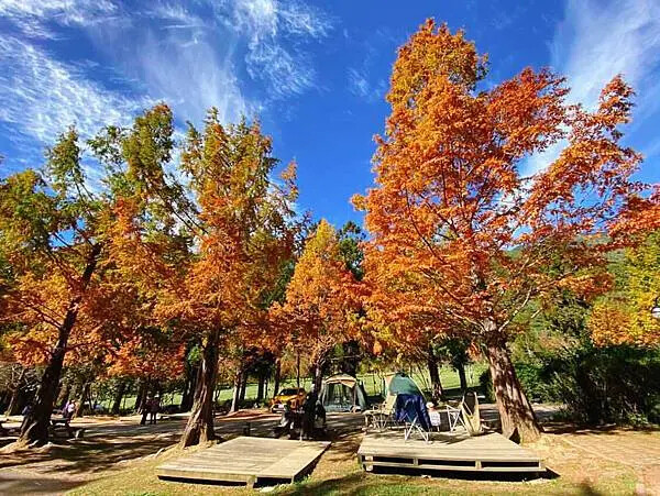 台中市和平區[台中景點] 梨山福壽山農場+武陵農場+武陵富野渡假村 台中兩天一夜懶人包 楓葉/落雨松/猴子吃油菜花 @蛋寶