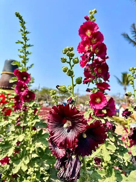 台南市學甲區[台南景點] 台南學甲蜀葵花 徜徉花海 賞花活動 交通方式 #台南旅遊 學甲景點 台南景點推薦 @蛋寶趴趴go