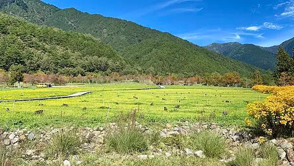 台中市和平區[台中景點] 梨山福壽山農場+武陵農場+武陵富野渡假村 台中兩天一夜懶人包 楓葉/落雨松/猴子吃油菜花 @蛋寶