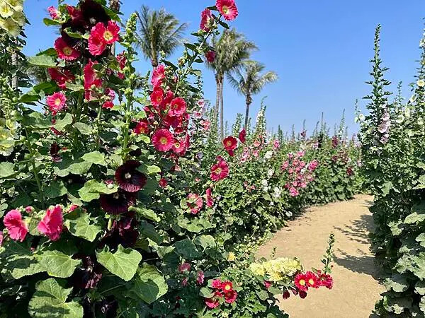 台南市學甲區[台南景點] 台南學甲蜀葵花 徜徉花海 賞花活動 交通方式 #台南旅遊 學甲景點 台南景點推薦 @蛋寶趴趴go
