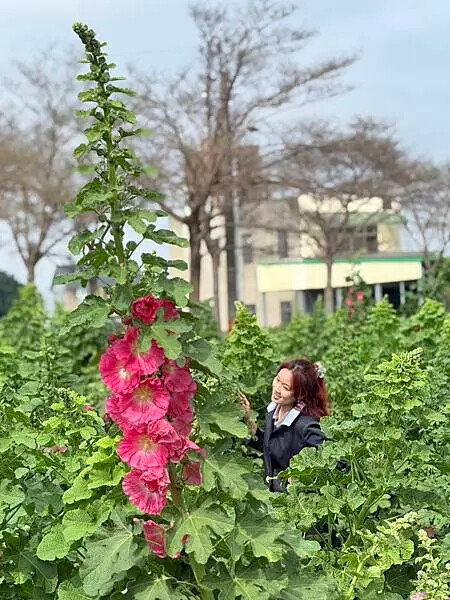 台南市學甲區[台南景點] 台南學甲蜀葵花 徜徉花海 賞花活動 交通方式 #台南旅遊 學甲景點 台南景點推薦 @蛋寶趴趴go