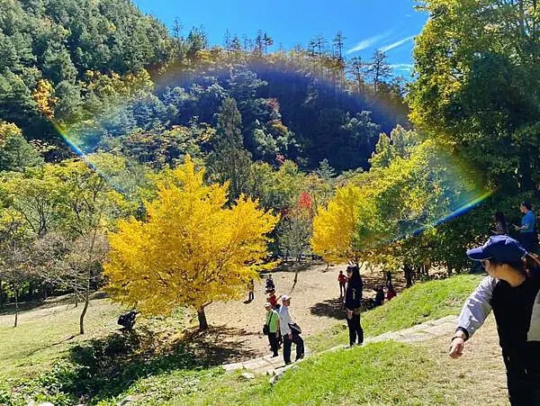 台中市和平區[台中景點] 梨山福壽山農場+武陵農場+武陵富野渡假村 台中兩天一夜懶人包 楓葉/落雨松/猴子吃油菜花 @蛋寶