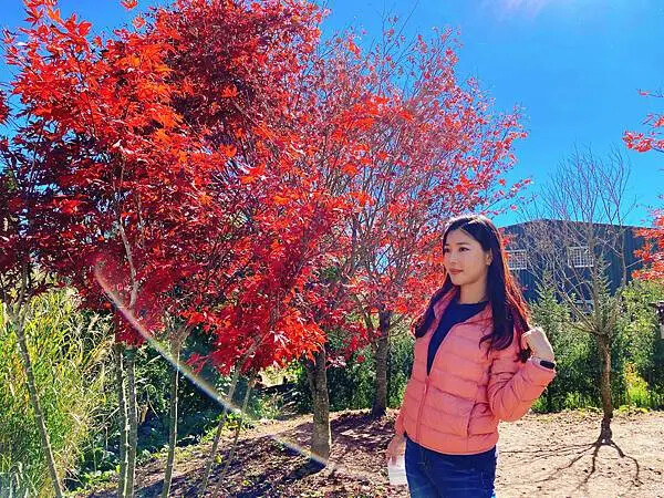 台中市和平區[台中景點] 梨山福壽山農場+武陵農場+武陵富野渡假村 台中兩天一夜懶人包 楓葉/落雨松/猴子吃油菜花 @蛋寶