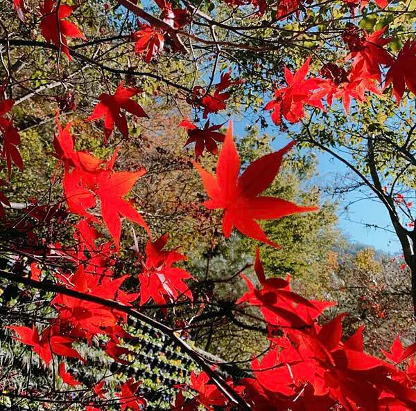 台中市和平區[台中景點] 梨山福壽山農場+武陵農場+武陵富野渡假村 台中兩天一夜懶人包 楓葉/落雨松/猴子吃油菜花 @蛋寶