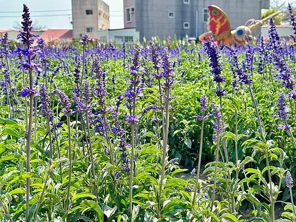 台南市學甲區[台南景點] 台南學甲蜀葵花 徜徉花海 賞花活動 交通方式 #台南旅遊 學甲景點 台南景點推薦 @蛋寶趴趴go