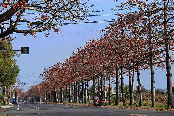 台南市將軍區[台南旅遊] 2025將軍區紅蘿蔔木棉爭鮮搶豔同樂會 #將軍木棉花道 #拔蘿蔔 @蛋寶趴趴go