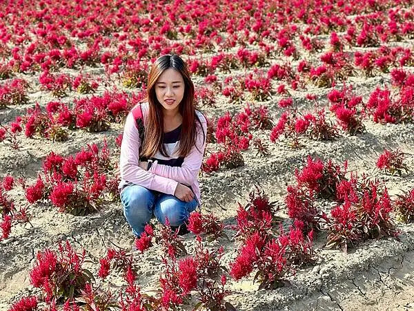 台南市學甲區[台南景點] 台南學甲蜀葵花 徜徉花海 賞花活動 交通方式 #台南旅遊 學甲景點 台南景點推薦 @蛋寶趴趴go