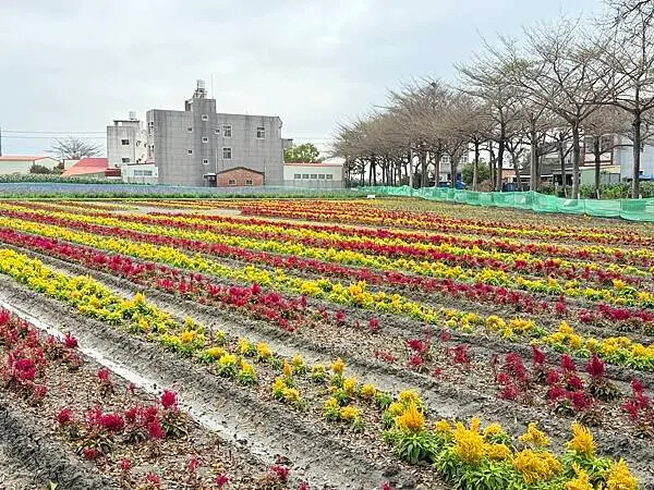 台南市學甲區[台南景點] 台南學甲蜀葵花 徜徉花海 賞花活動 交通方式 #台南旅遊 學甲景點 台南景點推薦 @蛋寶趴趴go