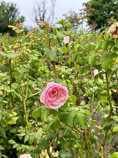 台南市後壁區[台南後壁景點] 雅聞湖濱療癒森林  全台首創的療癒森林花園 @蛋寶趴趴go