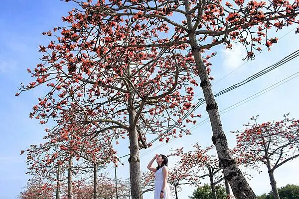 台南市將軍區[台南旅遊] 2025將軍區紅蘿蔔木棉爭鮮搶豔同樂會 #將軍木棉花道 #拔蘿蔔 @蛋寶趴趴go