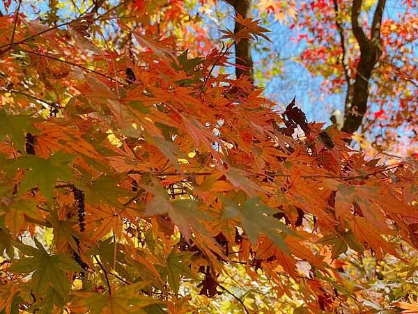 台中市和平區[台中景點] 梨山福壽山農場+武陵農場+武陵富野渡假村 台中兩天一夜懶人包 楓葉/落雨松/猴子吃油菜花 @蛋寶