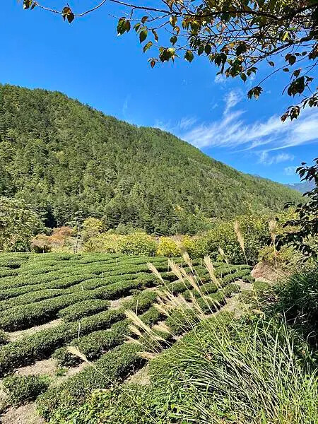 台中市和平區[台中景點] 梨山福壽山農場+武陵農場+武陵富野渡假村 台中兩天一夜懶人包 楓葉/落雨松/猴子吃油菜花 @蛋寶