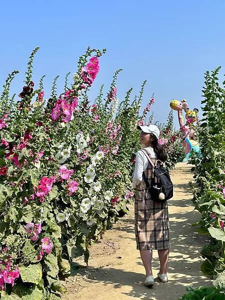台南市學甲區[台南景點] 台南學甲蜀葵花 徜徉花海 賞花活動 交通方式 #台南旅遊 學甲景點 台南景點推薦 @蛋寶趴趴go