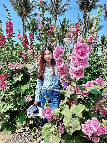 台南市學甲區[台南景點] 台南學甲蜀葵花 徜徉花海 賞花活動 交通方式 #台南旅遊 學甲景點 台南景點推薦 @蛋寶趴趴go