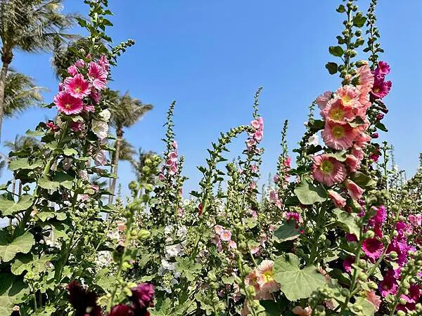 台南市學甲區[台南景點] 台南學甲蜀葵花 徜徉花海 賞花活動 交通方式 #台南旅遊 學甲景點 台南景點推薦 @蛋寶趴趴go