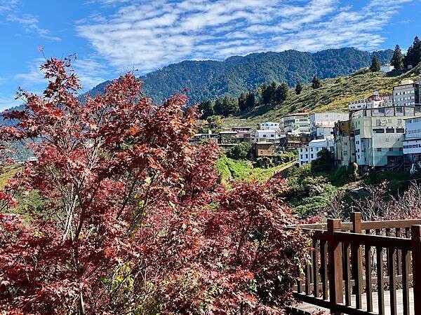 台中市和平區[台中景點] 梨山福壽山農場+武陵農場+武陵富野渡假村 台中兩天一夜懶人包 楓葉/落雨松/猴子吃油菜花 @蛋寶