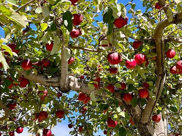 台中市和平區[台中景點] 梨山福壽山農場+武陵農場+武陵富野渡假村 台中兩天一夜懶人包 楓葉/落雨松/猴子吃油菜花 @蛋寶