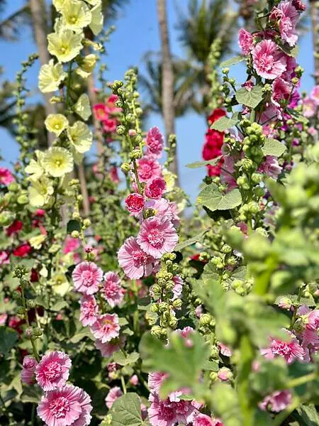台南市學甲區[台南景點] 台南學甲蜀葵花 徜徉花海 賞花活動 交通方式 #台南旅遊 學甲景點 台南景點推薦 @蛋寶趴趴go