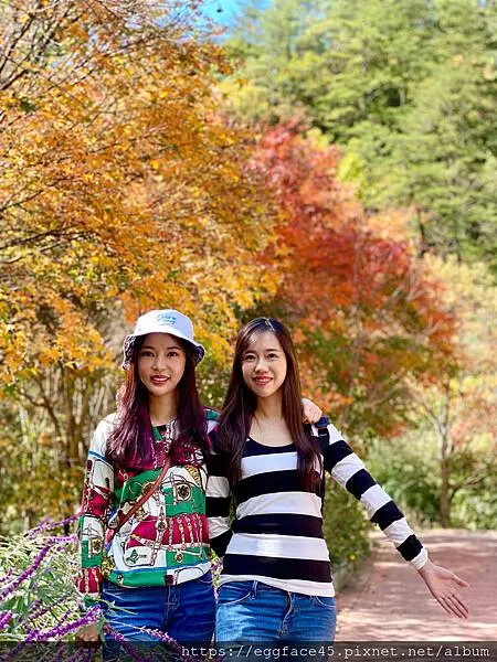 台中市和平區[台中景點] 梨山福壽山農場+武陵農場+武陵富野渡假村 台中兩天一夜懶人包 楓葉/落雨松/猴子吃油菜花 @蛋寶