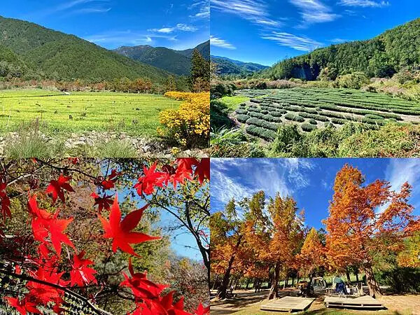 台中市和平區[台中景點] 梨山福壽山農場+武陵農場+武陵富野渡假村 台中兩天一夜懶人包 楓葉/落雨松/猴子吃油菜花 @蛋寶
