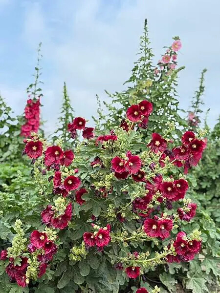 台南市學甲區[台南景點] 台南學甲蜀葵花 徜徉花海 賞花活動 交通方式 #台南旅遊 學甲景點 台南景點推薦 @蛋寶趴趴go