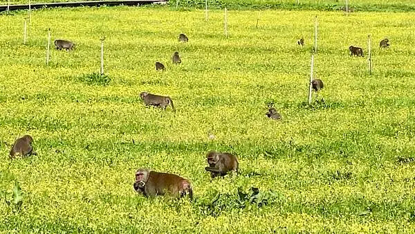 台中市和平區[台中景點] 梨山福壽山農場+武陵農場+武陵富野渡假村 台中兩天一夜懶人包 楓葉/落雨松/猴子吃油菜花 @蛋寶