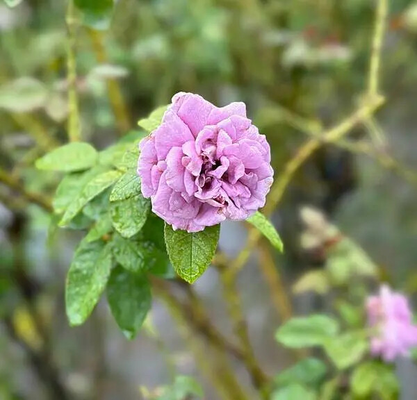 台南市後壁區[台南後壁景點] 雅聞湖濱療癒森林  全台首創的療癒森林花園 @蛋寶趴趴go