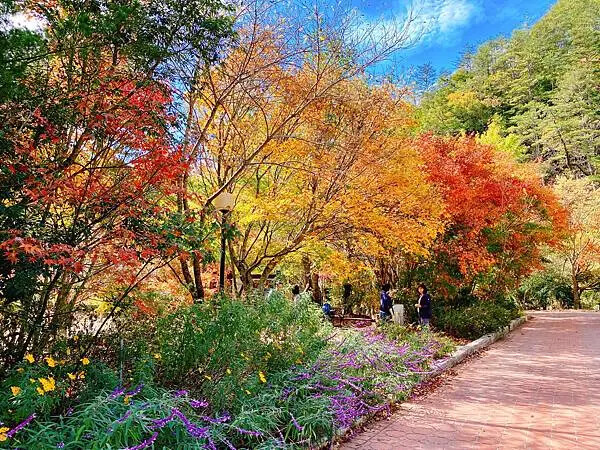 台中市和平區[台中景點] 梨山福壽山農場+武陵農場+武陵富野渡假村 台中兩天一夜懶人包 楓葉/落雨松/猴子吃油菜花 @蛋寶