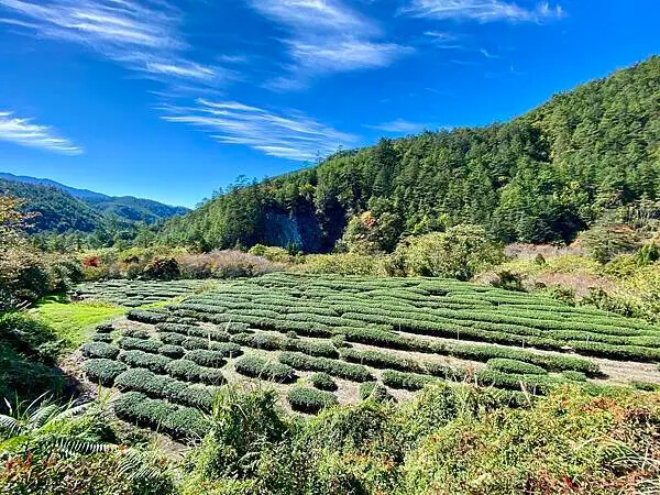 台中市和平區[台中景點] 梨山福壽山農場+武陵農場+武陵富野渡假村 台中兩天一夜懶人包 楓葉/落雨松/猴子吃油菜花 @蛋寶