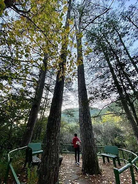 台中市和平區[台中景點] 梨山福壽山農場+武陵農場+武陵富野渡假村 台中兩天一夜懶人包 楓葉/落雨松/猴子吃油菜花 @蛋寶
