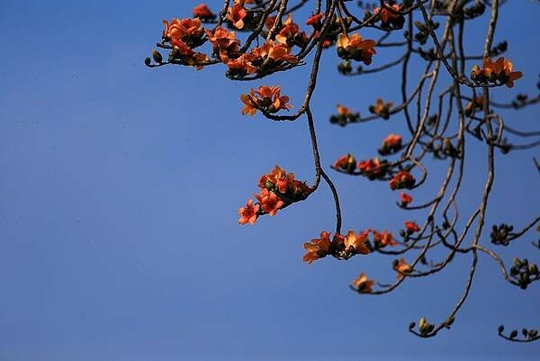 台南市將軍區[台南旅遊] 2025將軍區紅蘿蔔木棉爭鮮搶豔同樂會 #將軍木棉花道 #拔蘿蔔 @蛋寶趴趴go