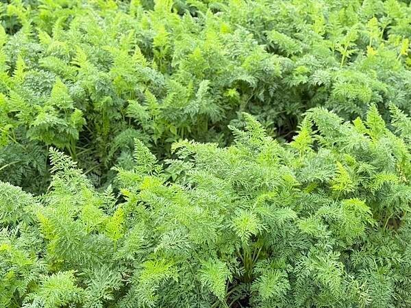 台南市將軍區[台南旅遊] 2025將軍區紅蘿蔔木棉爭鮮搶豔同樂會 #將軍木棉花道 #拔蘿蔔 @蛋寶趴趴go