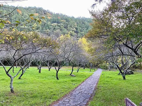 台中市和平區[台中景點] 梨山福壽山農場+武陵農場+武陵富野渡假村 台中兩天一夜懶人包 楓葉/落雨松/猴子吃油菜花 @蛋寶