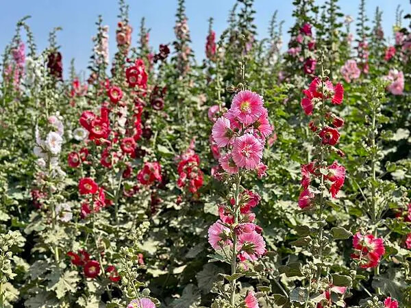 台南市學甲區[台南景點] 台南學甲蜀葵花 徜徉花海 賞花活動 交通方式 #台南旅遊 學甲景點 台南景點推薦 @蛋寶趴趴go