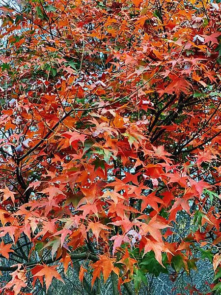 台中市和平區[台中景點] 梨山福壽山農場+武陵農場+武陵富野渡假村 台中兩天一夜懶人包 楓葉/落雨松/猴子吃油菜花 @蛋寶