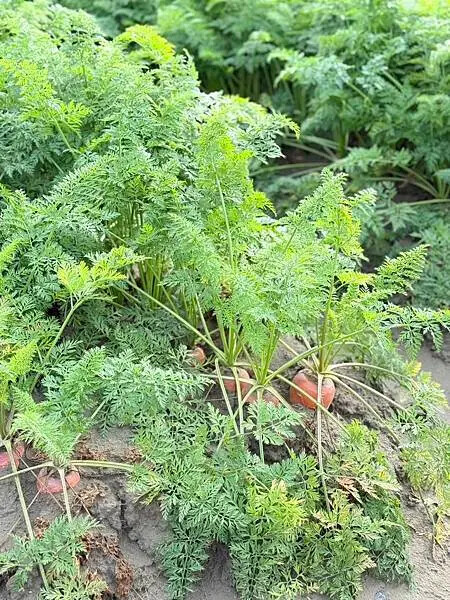 台南市將軍區[台南旅遊] 2025將軍區紅蘿蔔木棉爭鮮搶豔同樂會 #將軍木棉花道 #拔蘿蔔 @蛋寶趴趴go