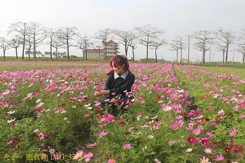 2025台南市將軍區紅蘿蔔木棉爭鮮搶艷同樂會 拔紅蘿蔔 X 