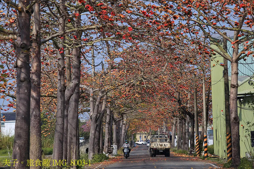2025台南市將軍區紅蘿蔔木棉爭鮮搶艷同樂會 拔紅蘿蔔 X 
