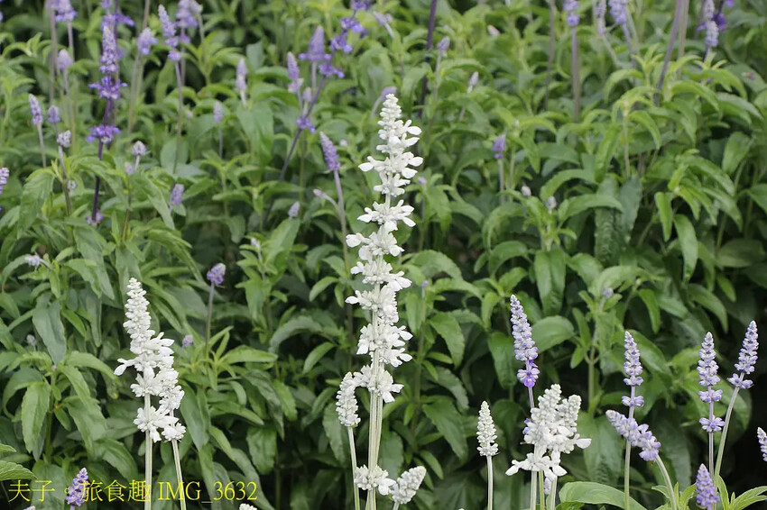 2025學甲蜀葵花文化節 花團錦簇一直熱鬧延續到4月底 2025學甲蜀葵花文化節 花團錦簇一直熱鬧延續到4月底