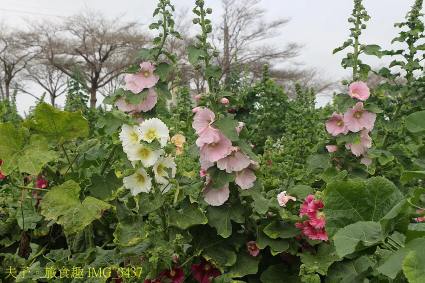 2025學甲蜀葵花文化節 花團錦簇一直熱鬧延續到4月底 2025學甲蜀葵花文化節 花團錦簇一直熱鬧延續到4月底