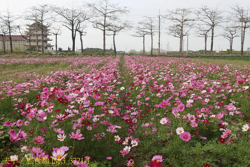 2025台南市將軍區紅蘿蔔木棉爭鮮搶艷同樂會 拔紅蘿蔔 X 