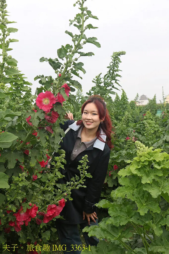 2025學甲蜀葵花文化節 花團錦簇一直熱鬧延續到4月底 2025學甲蜀葵花文化節 花團錦簇一直熱鬧延續到4月底