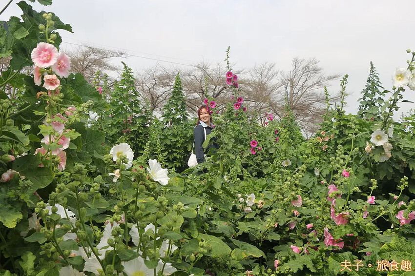 2025學甲蜀葵花文化節 花團錦簇一直熱鬧延續到4月底 2025學甲蜀葵花文化節 花團錦簇一直熱鬧延續到4月底