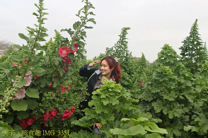 2025學甲蜀葵花文化節 花團錦簇一直熱鬧延續到4月底 2025學甲蜀葵花文化節 花團錦簇一直熱鬧延續到4月底