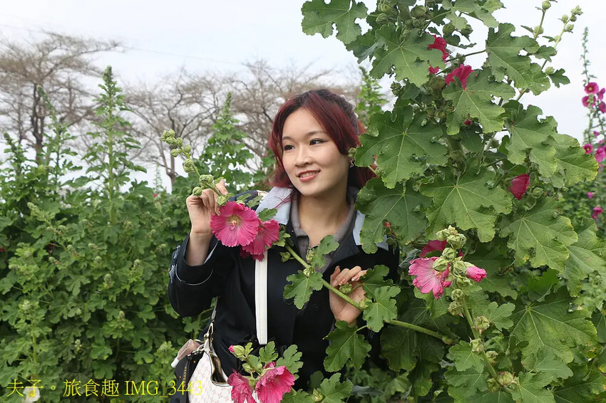 2025學甲蜀葵花文化節 花團錦簇一直熱鬧延續到4月底 2025學甲蜀葵花文化節 花團錦簇一直熱鬧延續到4月底