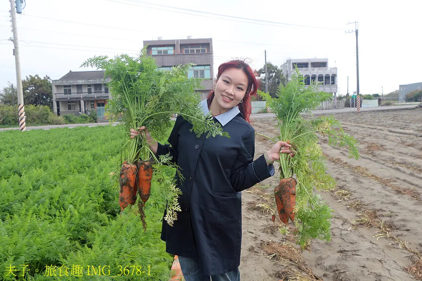 2025台南市將軍區紅蘿蔔木棉爭鮮搶艷同樂會 拔紅蘿蔔 X 