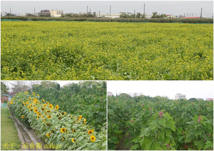 2025學甲蜀葵花文化節 花團錦簇一直熱鬧延續到4月底 2025學甲蜀葵花文化節 花團錦簇一直熱鬧延續到4月底